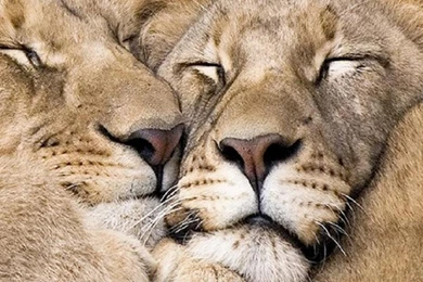 BIG HUGS WALLPAPER   (