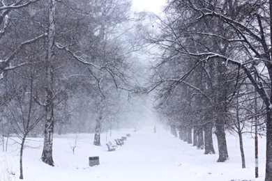 Cartoon Fox Snow Storm Jpg Hd Wallpapers