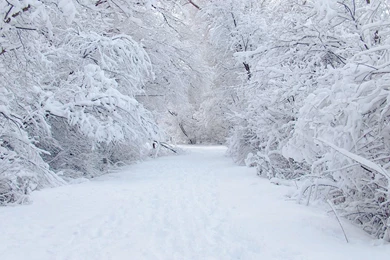 Snow Pictures Collection (40+)