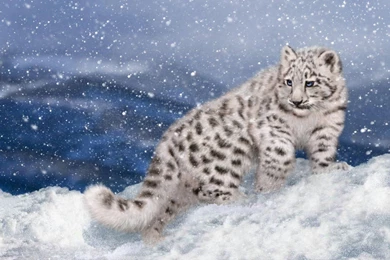 Leopard Cat In A Snow Storm Wallpapers By JennyMari ...