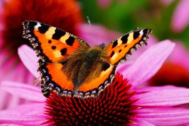 Beautiful Butterfly Wallpapers   Android Apps On Google Play