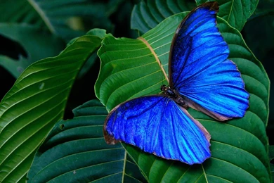 Beautiful Butterfly Wallpaper Backgrounds Hd