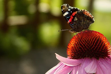 Butterfly Wallpapers