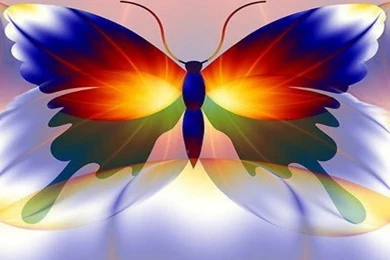 Beautiful Butterfly Wallpapers Yorkshire Rose