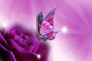 BEAUTIFUL WALLPAPER OF BUTTERFLY   Walleo.co