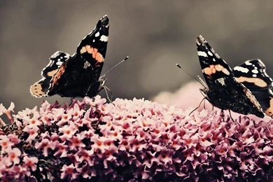 Beautiful Butterfly Wallpapers   Android Apps And Tests   AndroidPIT