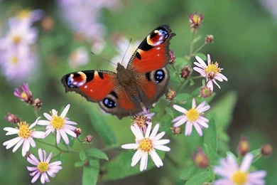 Beautiful Butterflies Photos   Butterfly On Flowers Wallpapers 27 ...