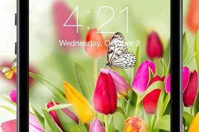 Beautiful Butterfly Wallpapers & Backgrounds   Black, Blue, White ...