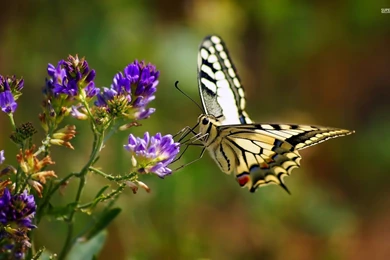 Girl Playing With Butterflies Wallpapers 1920x1200   ImgMob