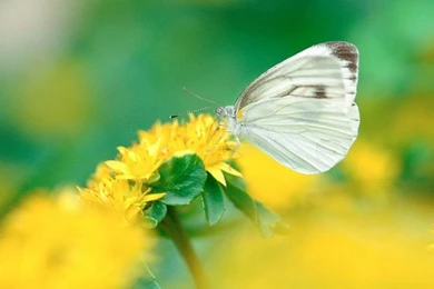 Beautiful Butterflies Photos   Butterfly On Flowers Wallpapers 6 ...
