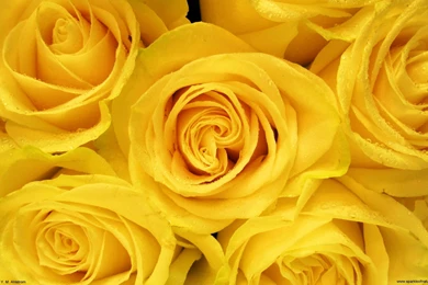 Yellow Roses Images