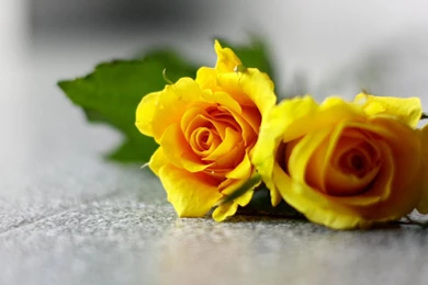 Yellow Roses Images