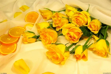 Yellow Roses Images