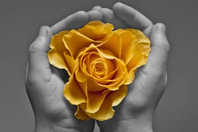 Yellow Roses Wallpapers HD (18)