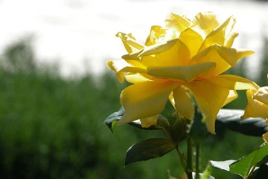 Yellow Roses Wallpapers   Keywords HERE