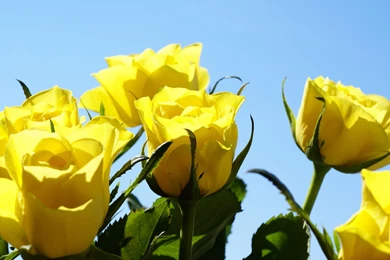 Yellow Roses Wallpapers