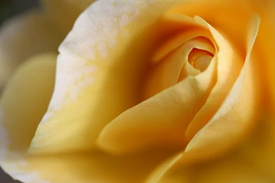Yellow Roses Wallpapers HD (42)