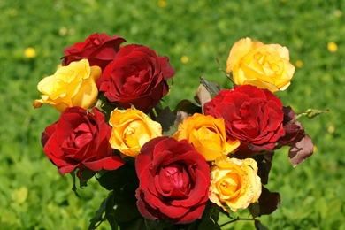 Roses Wallpapers: Colorful Roses, Rose Bouquet Wallpapers