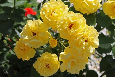 2015 Yellow Rose Wallpaper, Rose Flower Images, Rose Pictures And ...