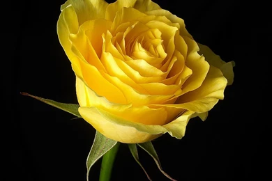 Single Yellow Rose Pictures   Wallpapers High Definition