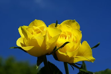 Rose Wallpapers Hd Tumblr For Walls For Mobile Phone Widescreen For ...