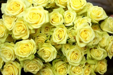 Yellow Roses * Wallpapers
