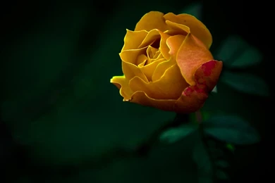 Yellow Roses Wallpapers HD (56)