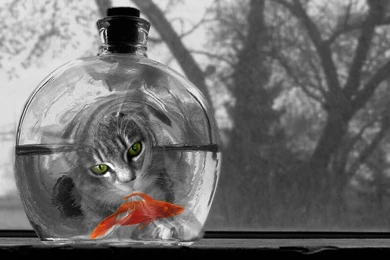 A Sad Gray Cat HD Wallpapers