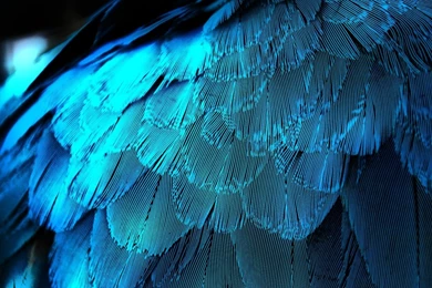 1366x768 Electric Blue Feathers Desktop PC And Mac Wallpapers