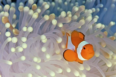 Beautiful Clown Fish Wallpapers