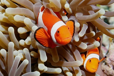 Clownfish Wallpapers   Animals Town