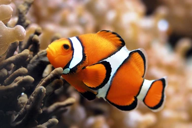 1000x1000px Clownfish