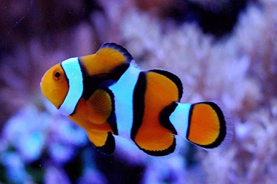 Clown Fish Wallpapers Wallpapers Cave