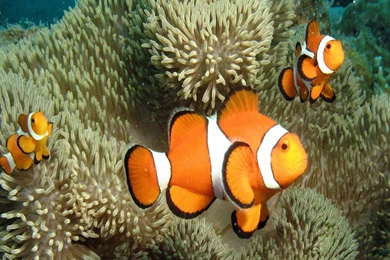 Download The Clown Fish Wallpaper, Clown Fish iPhone Wallpapers ...