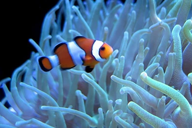 Clown Fish White Anemone Wallpapers 800×600 Fish Wallpapers