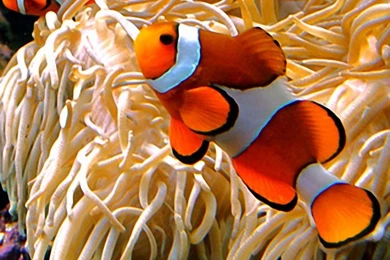 Iphone, Ipad And Ipod Touch Apps And Wallpapers: Iphone Ipod Touch ...