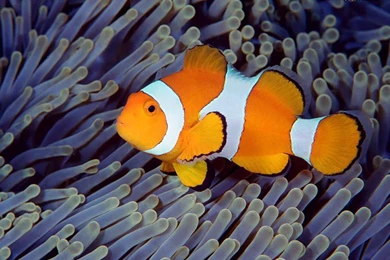 Clown Fish Backgrounds