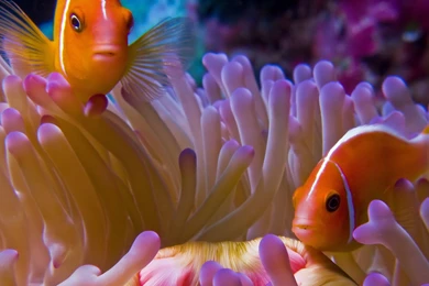 Clown Fish Wallpapers Iphone 5