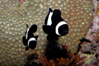 Caring The Clown Fish – Fayaz Aquarium