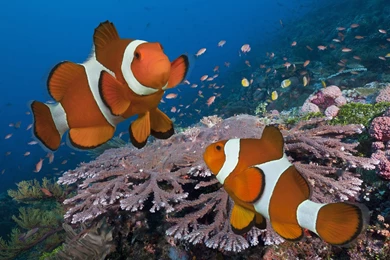 Clownfish Computer Wallpapers, Desktop Backgrounds