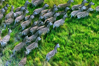 Iphone Clown Fish Wallpapers Retina 9737 Desktop Wallpapers