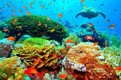 30+ Amazing Underwater Wallpapers