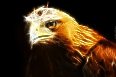 Eagle Hd Wallpapers 10171 Hd Wallpapers In Animals Imagescicom ...