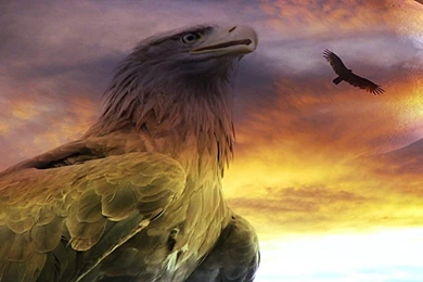 Birds: Great Eagle Command Beauty Fascinating Warm Cool Lovely ...