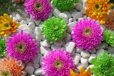 Colorful Flowers Wallpapers   HD Images New