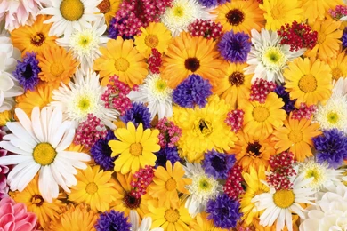 Colorful Flowers Wallpapers   HD Images New