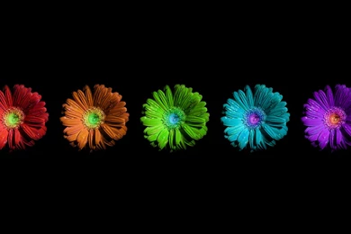 Colorful Flowers Wallpapers HD