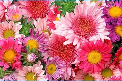 Colorful Flower Wallpapers   Android Apps On Google Play