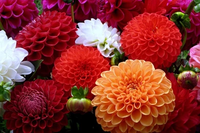 Colorful Flower Wallpapers HD Download For Desktop & PC