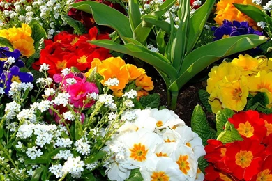 Beautiful Colorful Flowers Wallpapers